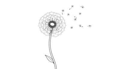 Un dibujo en blanco y negro de un diente de león con semillas volando, listo para colorear, presentado en una placa de color.
