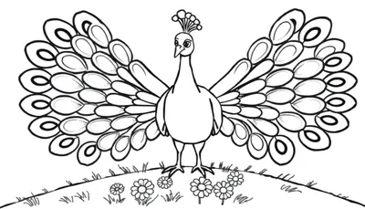 Placa de color de un pavo real amigable