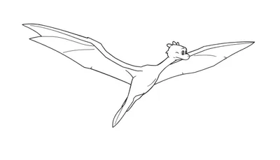 Un dibujo lineal de un Pteranodón amigable volando, listo para colorear, con un cielo despejado. Esta placa de color está esperando tus crayones.