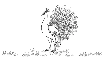¡El Pavo Real de Colores!