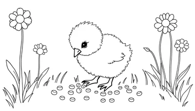 Placa de Color: El Pollito Curioso