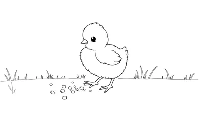 Placa de color de un pollito adorable buscando semillas en un campo con hierba.