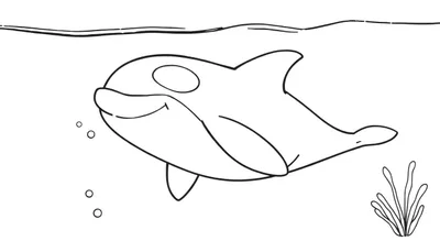 Una orca sonriente lista para colorear en una placa de color.