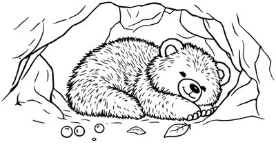 Oso durmiente en cueva para colorear, placa de color