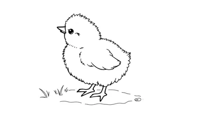 Pollito tierno para colorear, una placa de color lista para la imaginación.